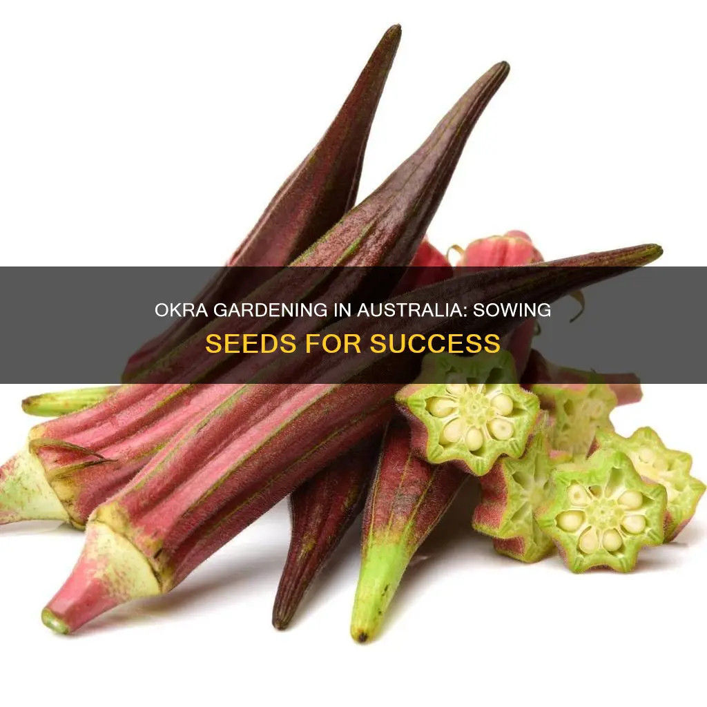 how to grow okra from seed in australia