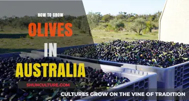 Growing Olives in Australia: A Comprehensive Guide