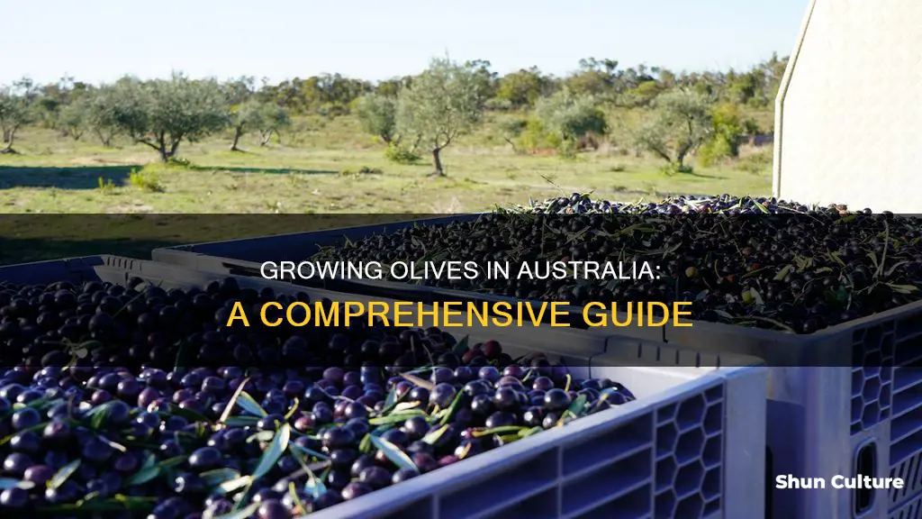 how to grow olives in australia