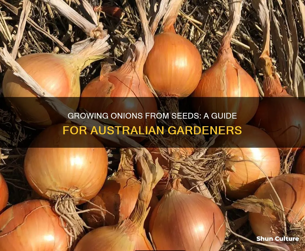 how to grow onions from seeds in australia