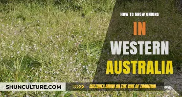 Growing Onions in Western Australia: A Step-by-Step Guide