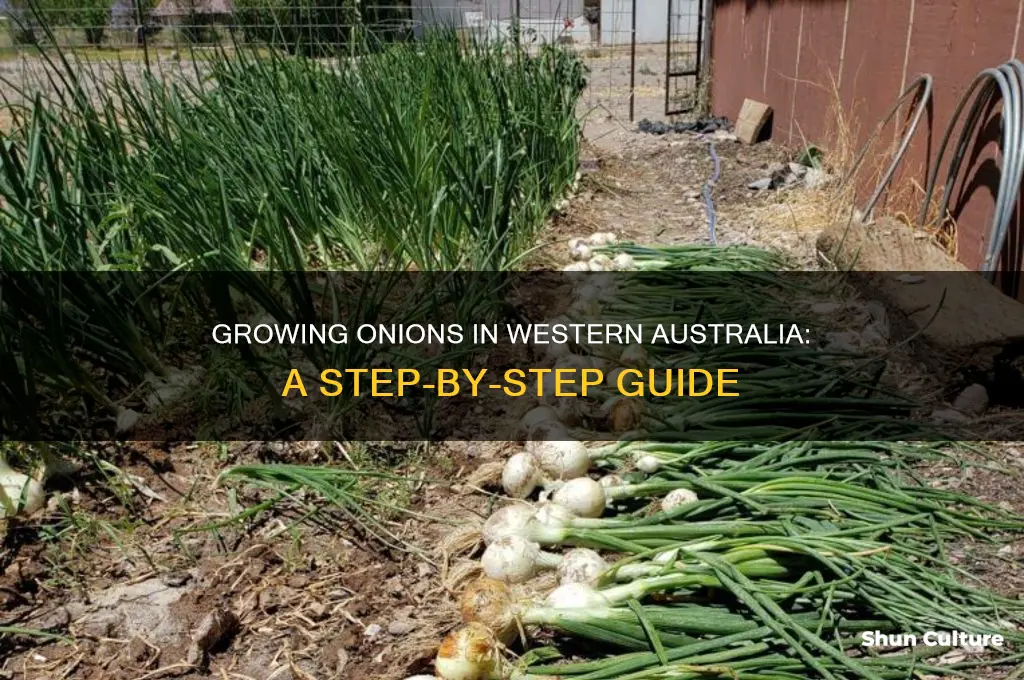 how to grow onions in western australia