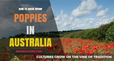 Opium Poppies: A Guide to Growing in Australia