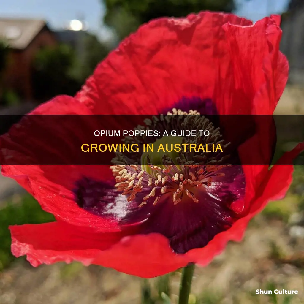 how to grow opium poppies in australia