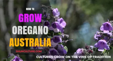 Growing Oregano in Australia: A Comprehensive Guide