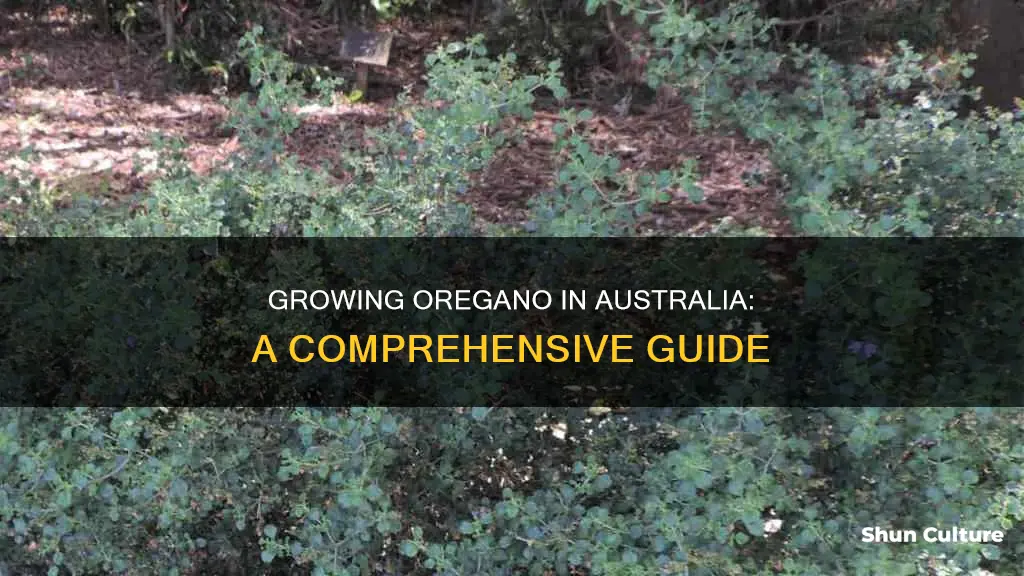 how to grow oregano australia