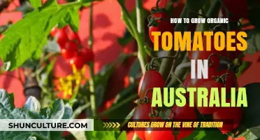 Grow Organic Tomatoes: Australia's Ultimate Guide