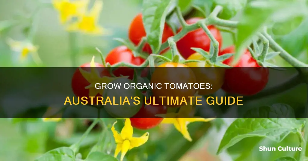 how to grow organic tomatoes in australia
