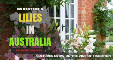 Growing Oriental Lilies: An Australian Guide