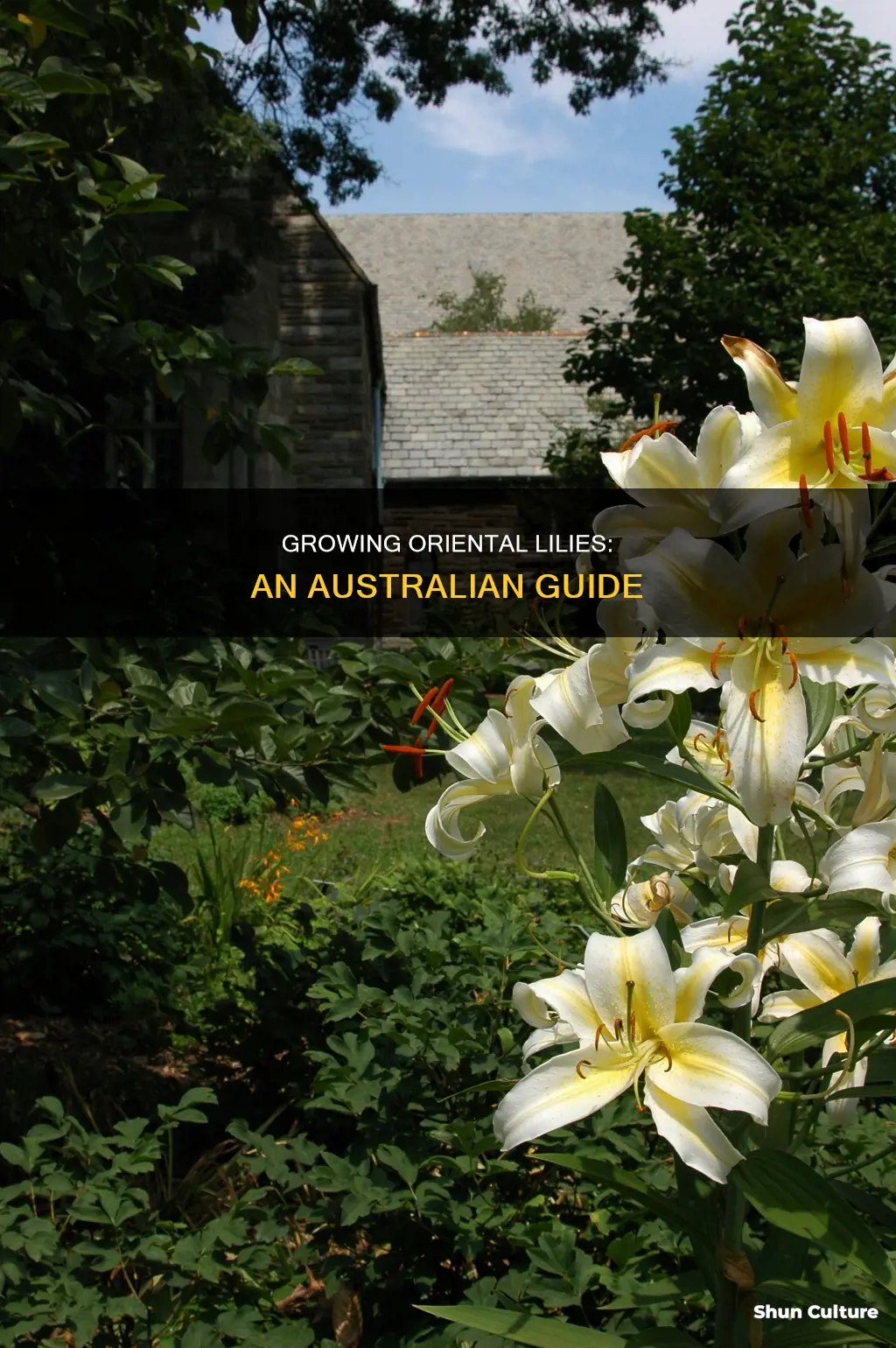 how to grow oriental lilies in australia
