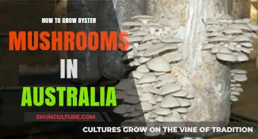 Grow Oyster Mushrooms: An Australian Guide