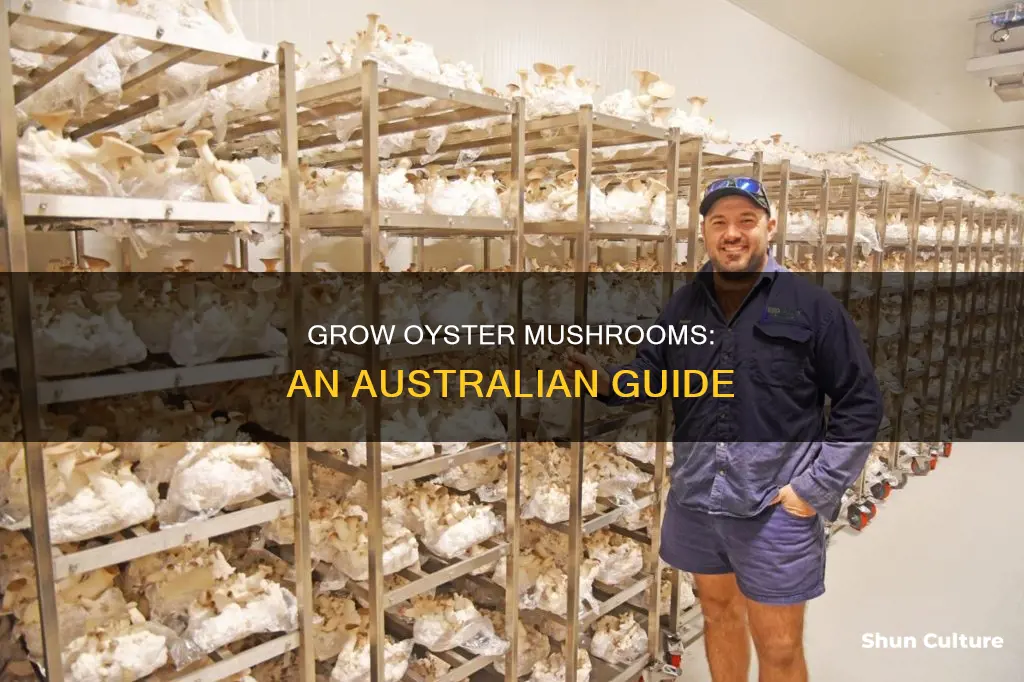 how to grow oyster mushrooms in australia