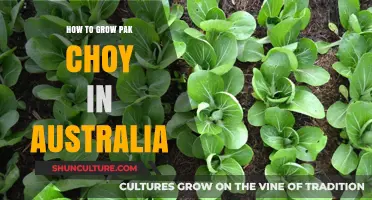 Growing Pak Choy in Australia: A Step-by-Step Guide