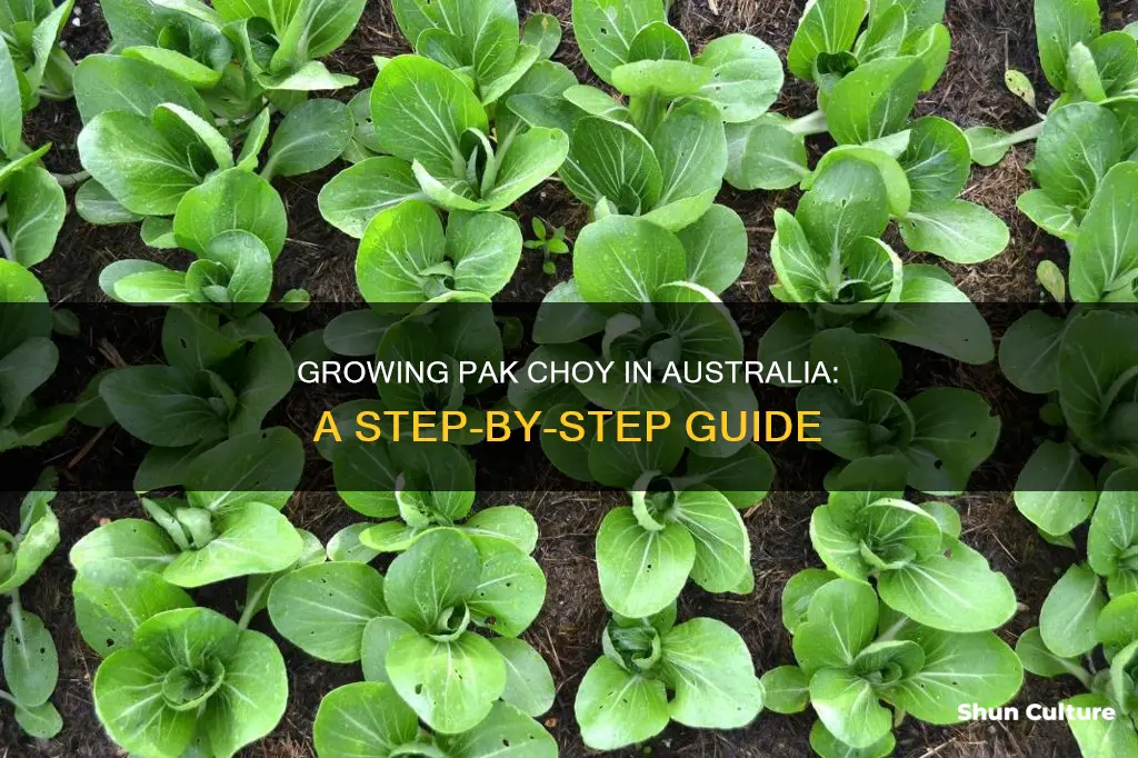 how to grow pak choy in australia