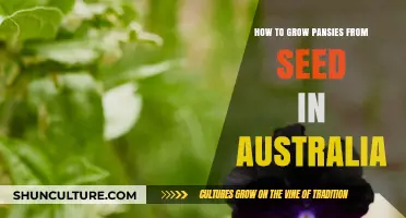 Growing Pansies from Seed in Australia: A Step-by-Step Guide