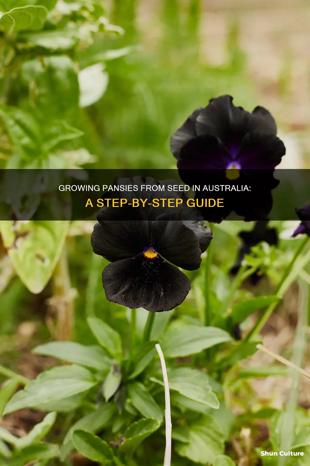 how to grow pansies from seed in australia