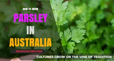 Growing Parsley in Australia: A Step-by-Step Guide