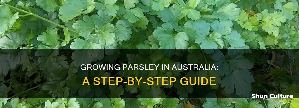 how to grow parsley in australia