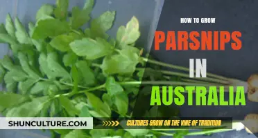 Growing Parsnips in Australia: A Step-by-Step Guide