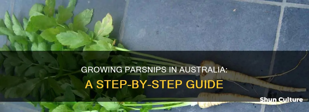 how to grow parsnips in australia