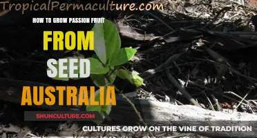 Grow Passion Fruit from Seed: An Australian Guide