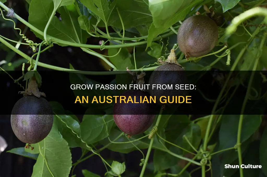 how to grow passion fruit from seed australia