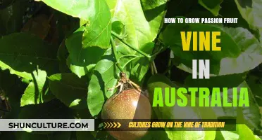 Grow Passion Fruit in Australia: A Beginner's Guide