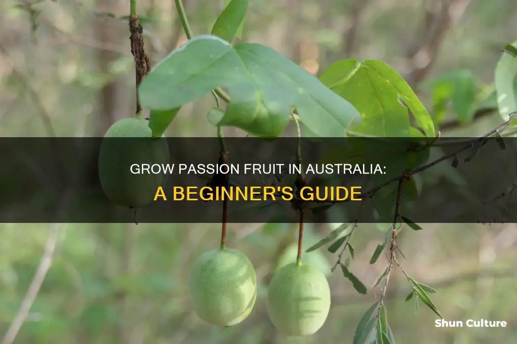 how to grow passion fruit vine in australia