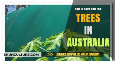 Growing Paw Paw Trees: An Australian Guide