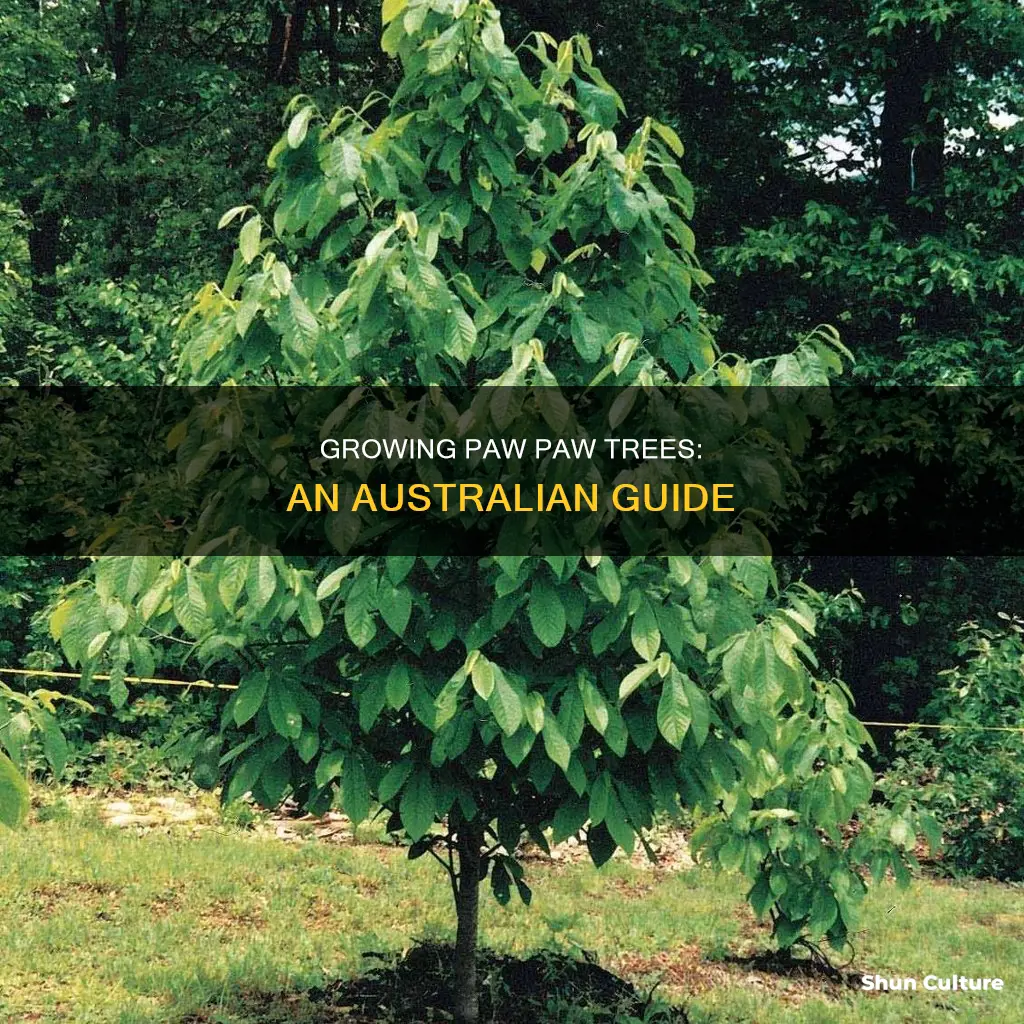 how to grow paw paw trees in australia