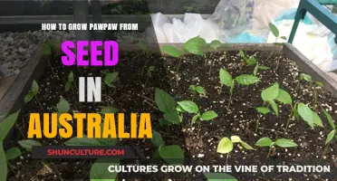 Grow Your Own Pawpaw: A Guide for Australians