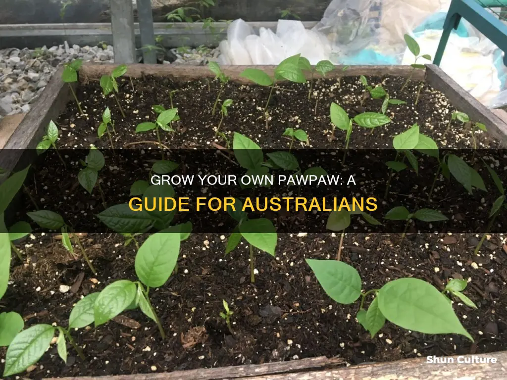 how to grow pawpaw from seed in australia