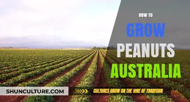 Growing Peanuts in Australia: A Step-by-Step Guide