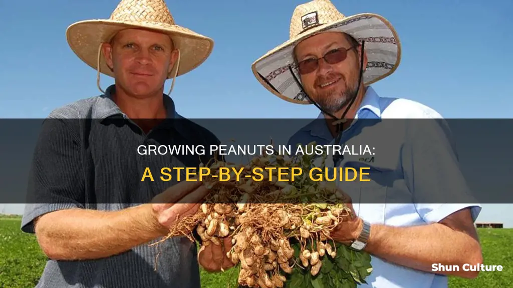 how to grow peanuts australia