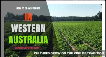 Growing Peanuts in Western Australia: A Comprehensive Guide