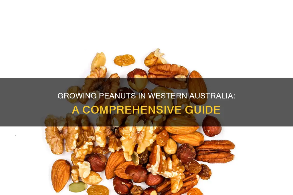 how to grow peanuts in western australia