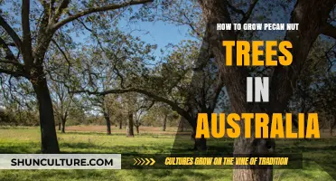 Growing Pecan Nut Trees: An Australian Guide