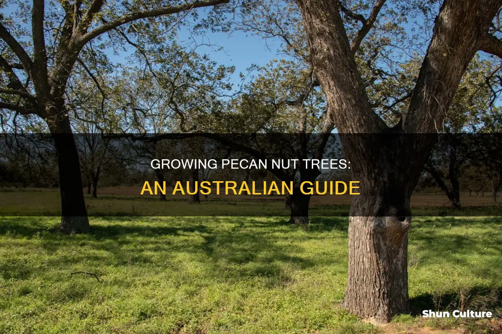 how to grow pecan nut trees in australia