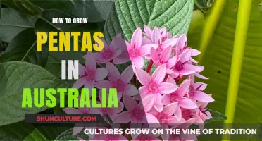 Pentas Gardening in Australia: A Comprehensive Guide