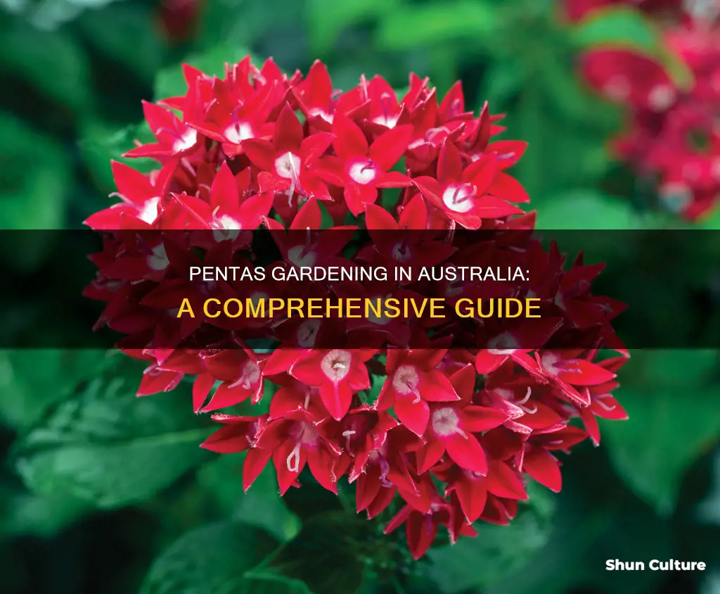 how to grow pentas in australia