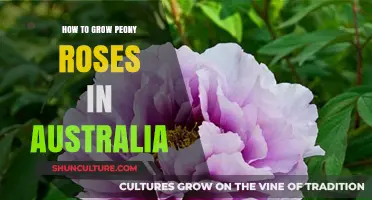 Growing Peony Roses: An Australian Guide