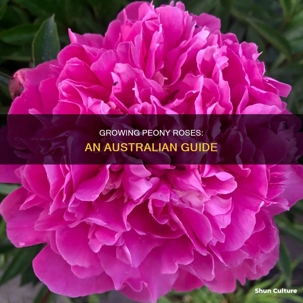 how to grow peony roses in australia