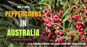 Growing Peppercorns in Australia: A Step-by-Step Guide