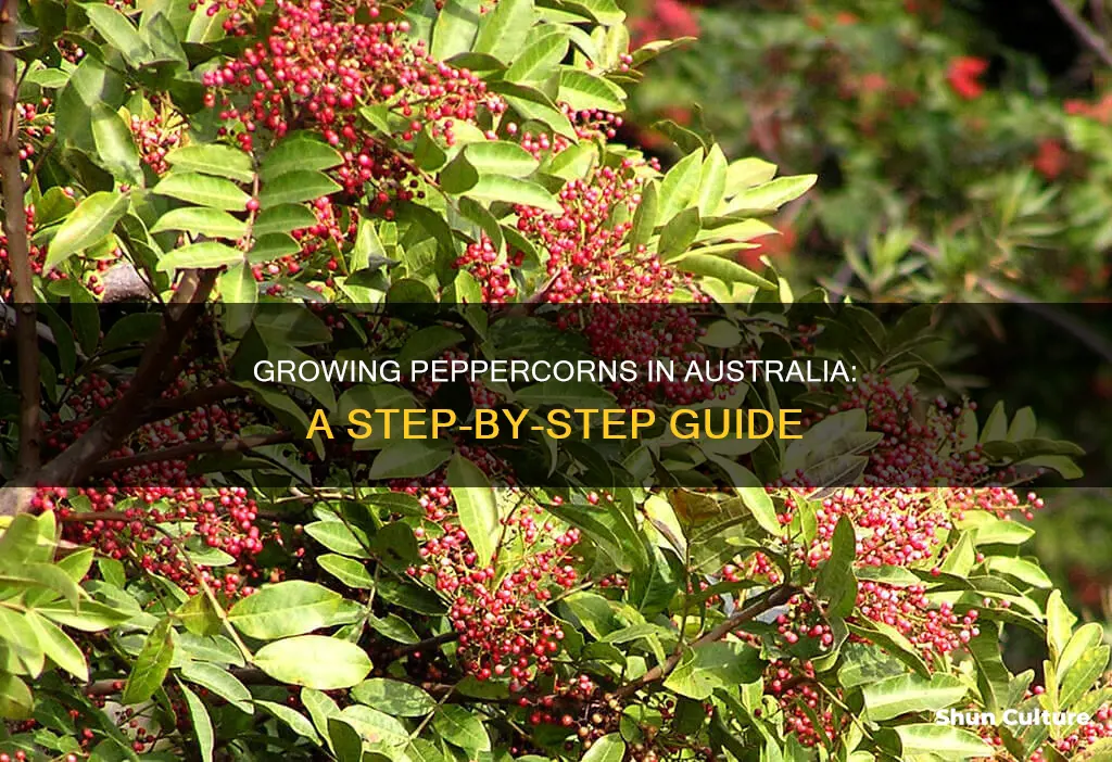 how to grow peppercorns in australia