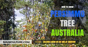Persimmon Tree Care: Tips for Australian Growers