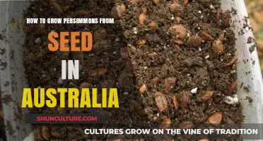 Growing Persimmons from Seeds: An Australian Guide