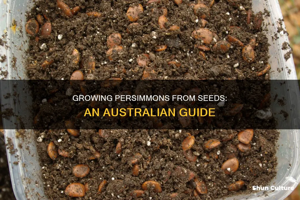 how to grow persimmons from seed in australia
