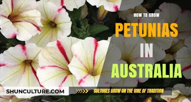 Growing Petunias in Australia: A Step-by-Step Guide