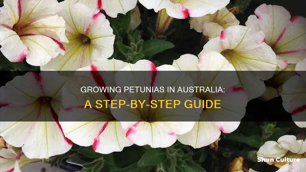 how to grow petunias in australia