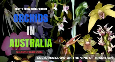 Growing Phalaenopsis Orchids: An Australian Guide